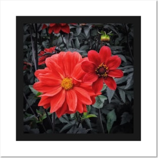 Red Dahlia Flower Botanical art. Floral design. Posters and Art